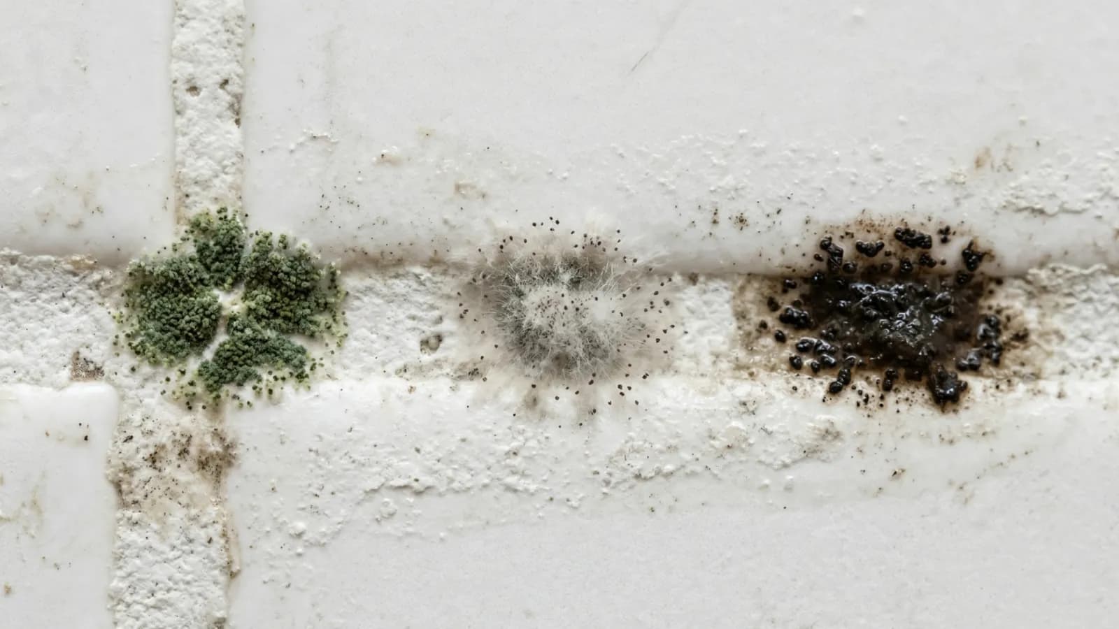 Three mold patches side by side on white bathroom tile showing green, gray, and black varieties, illustrating that mold color alone does not indicate its danger level