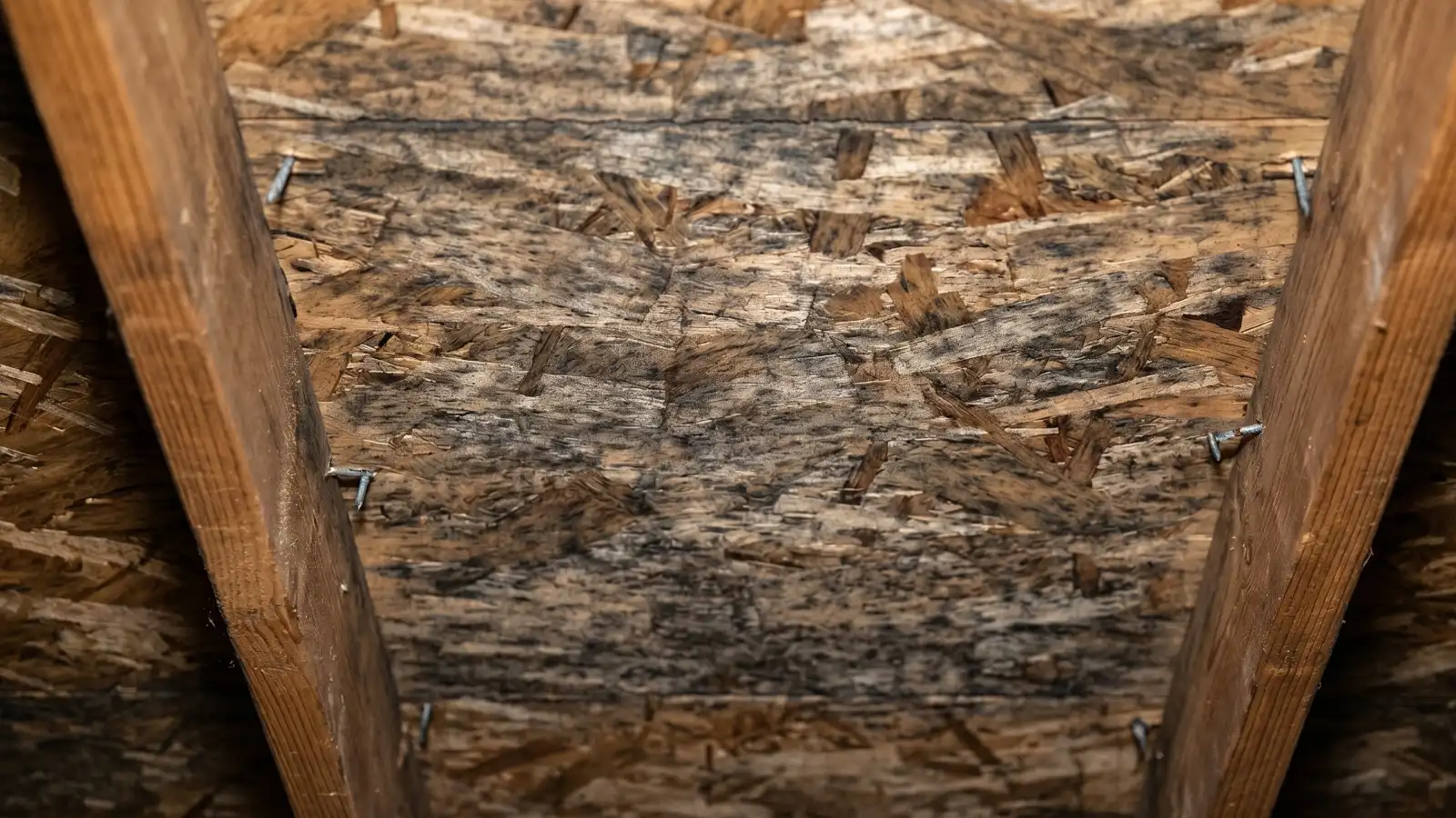 Diffuse mold staining spread evenly across OSB roof sheathing between attic rafters, consistent with a condensation moisture pattern