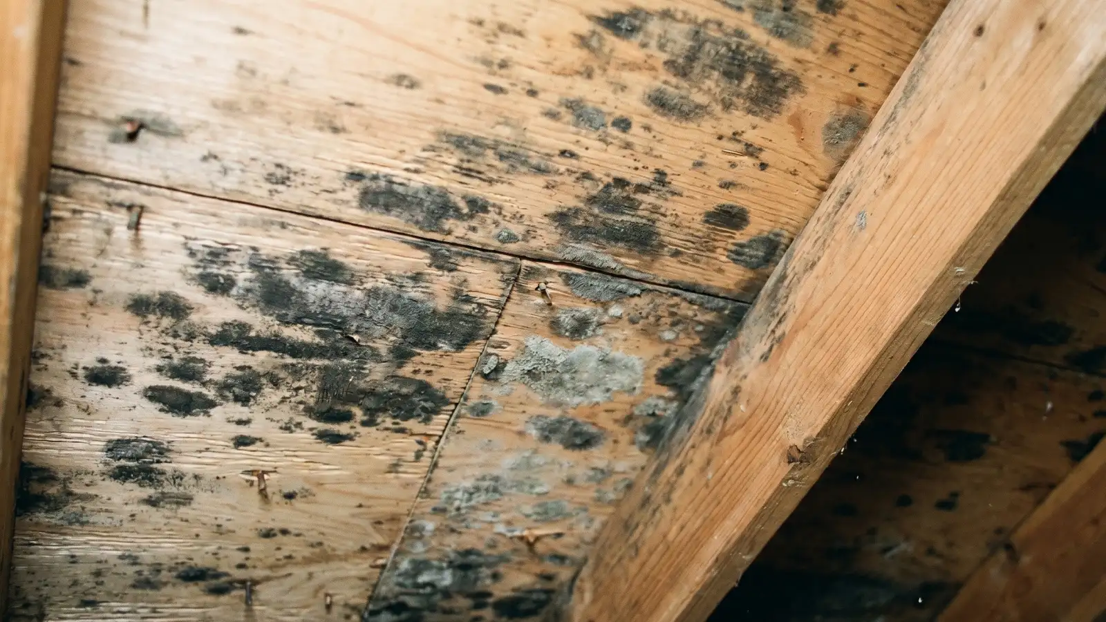 Dark blotchy mold colonies on attic plywood sheathing with rusty nail heads visible from repeated moisture exposure