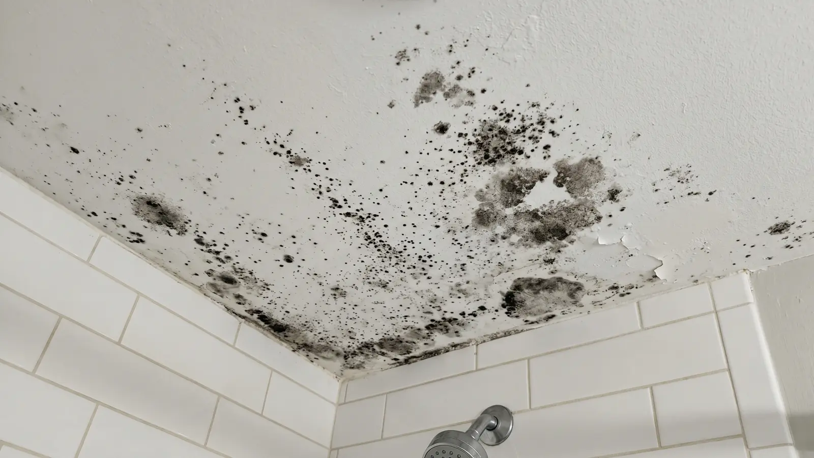 Mold growing on a bathroom ceiling directly above a shower