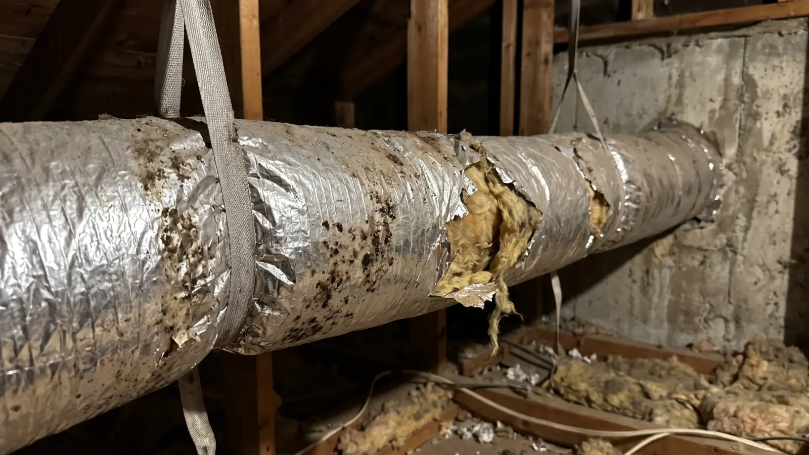 Moldy flexible HVAC ductwork in a residential attic with black mold on the foil exterior and torn section exposing the fiberglass inner liner