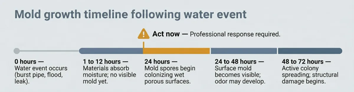 Infographic showing mold growth timeline after a water event, with stages from 0 to 72 hours and a 24-hour action threshold marked