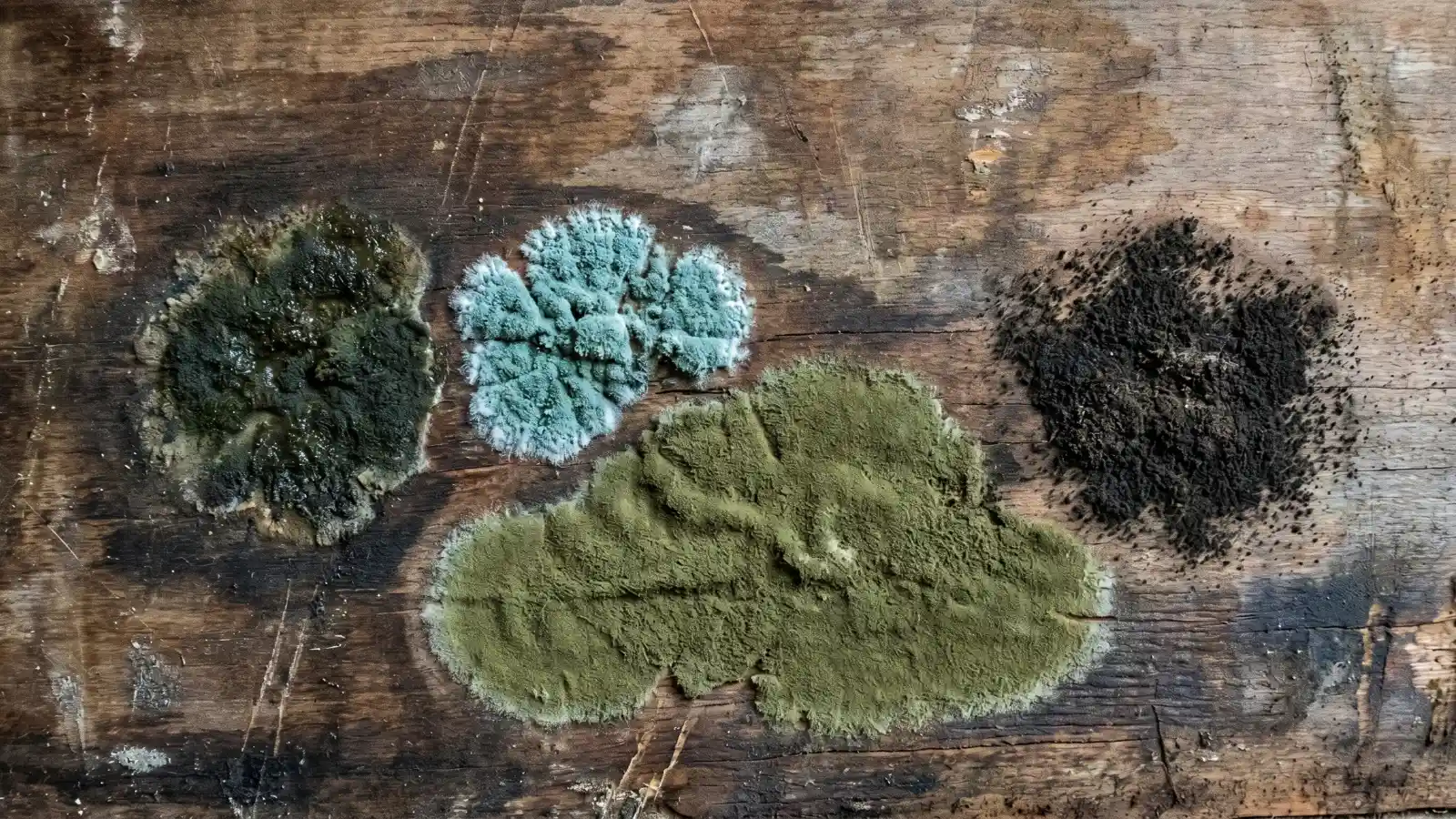 Four distinct mold colonies on a weathered wood surface showing different colors and textures including dark green, blue-green, olive, and black