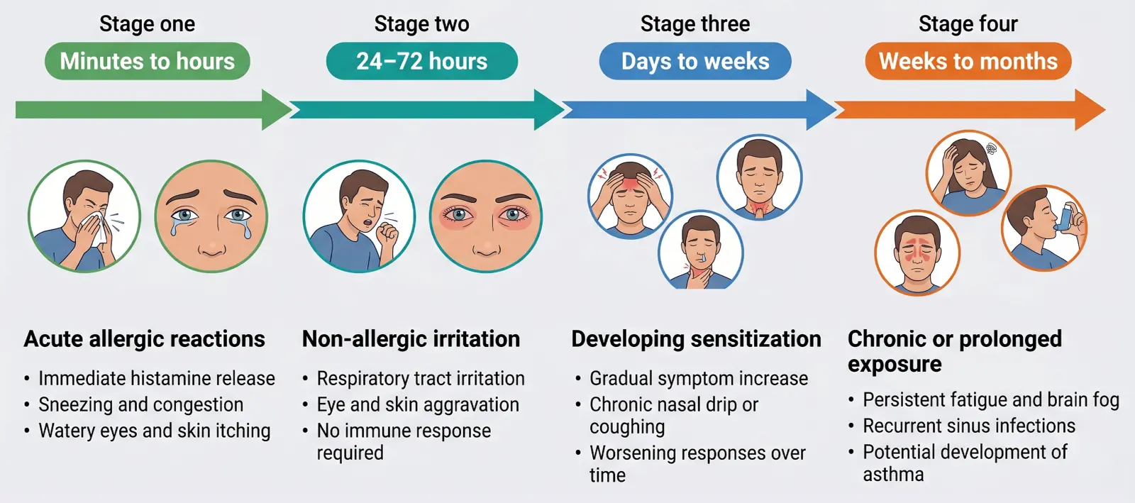 Four-stage timeline showing mold symptom onset: acute allergic reactions within minutes to hours, non-allergic irritation at 24 to 72 hours, developing sensitization over days to weeks, and chronic effects from prolonged exposure over weeks to months