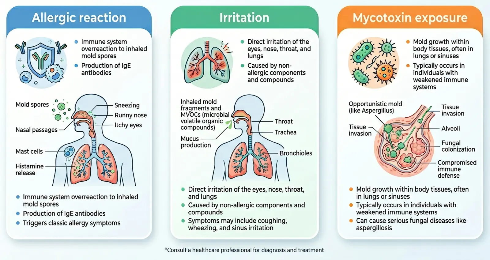 Diagram showing three mechanisms of mold exposure on the body: allergic reaction with IgE antibody and histamine release, irritation of the respiratory tract, and mycotoxin exposure with fungal colonization